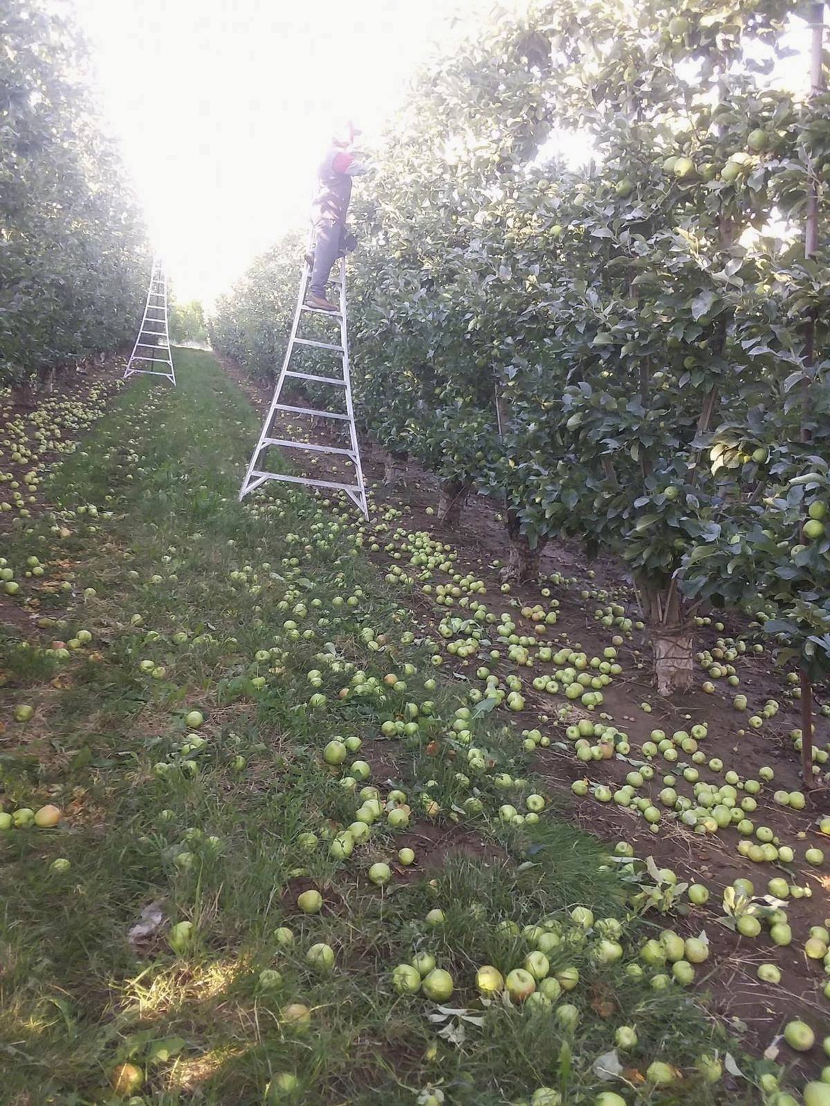 Anderson Lizarazo picking apples in the field shortly after arriving in the U.S.